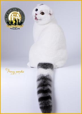 Shorthair - Best of Breed: GC, BW, NW SUN BLOSSOM BLUE ICE OF LANCE JAY Blue Tabby & White Male